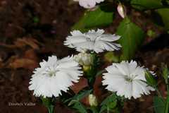 Dianthus chinensis